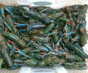 Harga Lobster Konsumsi Per Kilo