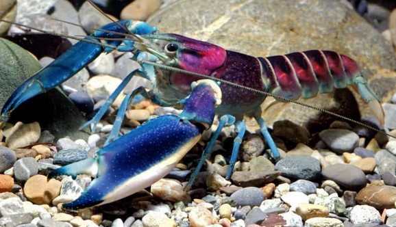 Lobster Rainbow Papua