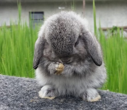 Kelinci Holland Lop