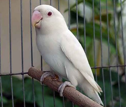 Burung Lovebird Albino