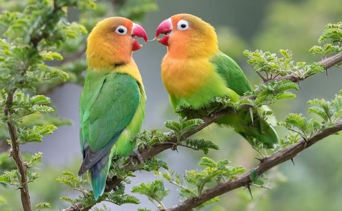 Burung Lovebird Hijau