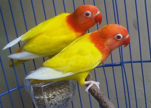 Burung Lovebird Kuning