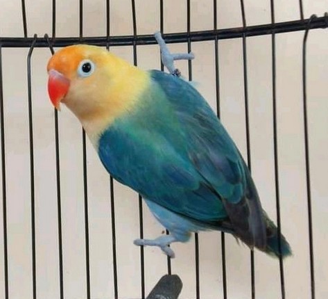 Burung Lovebird Parblue