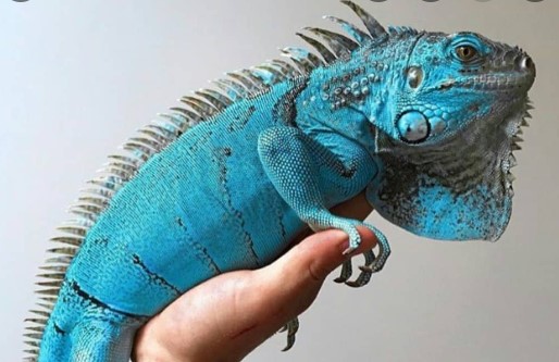 Iguana Biru