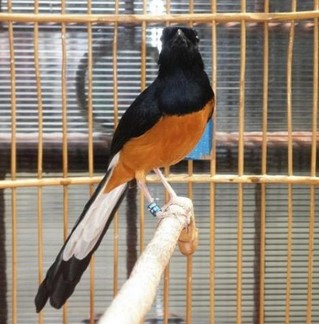 Burung Murai Batu Bordan