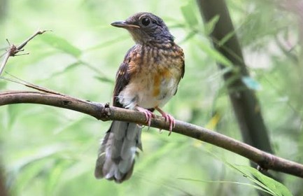 Burung Murai Batu Trotol