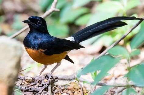 Burung Murai Batu Borneo