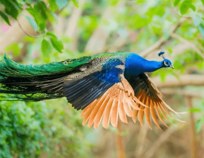 Burung Merak