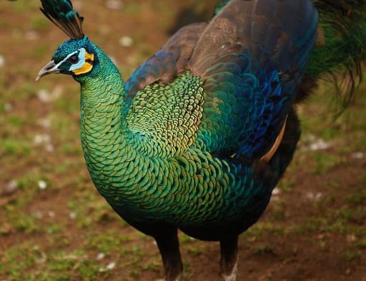 Burung Merak Hijau