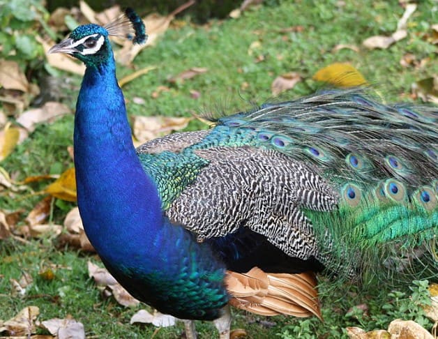 Burung Merak Biru