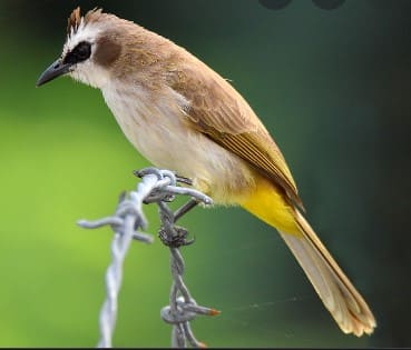 Gambar Burung Jawa Timur