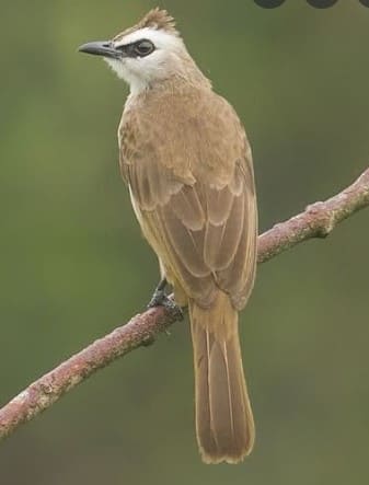 Burung Trucukan Garuda