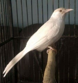 Burung Trucukan Albino