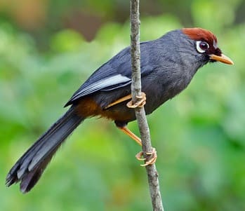 Gambar Burung Mandarin