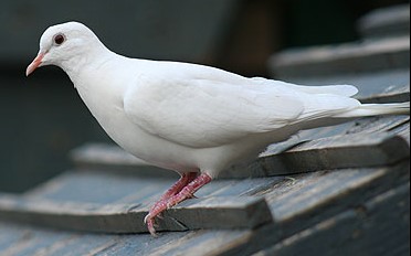 Burung Puter Albino