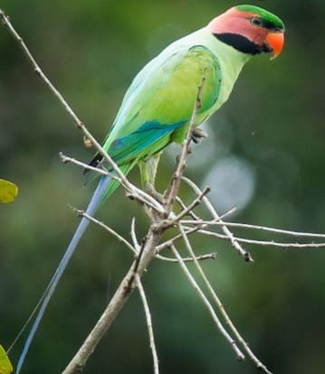 Gambar Burung Betet Sumatra