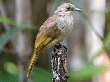 Burung Kapas Tembak Jantan