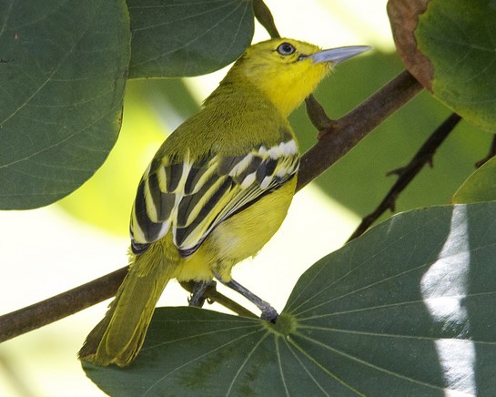 Jenis Burung Cipoh