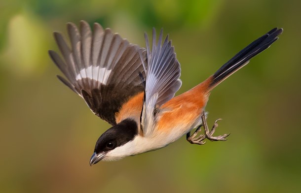 Kecantikan Burung Cendet