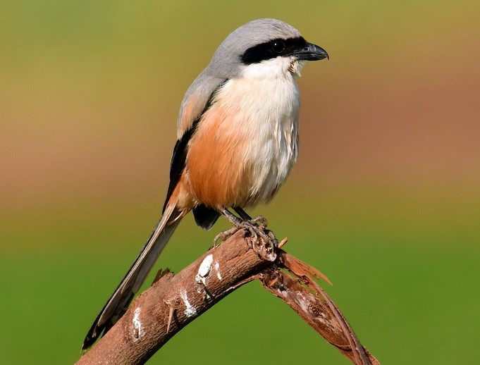 Burung Cendet Gacor