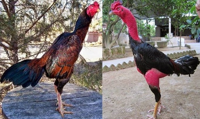 Aayam Bankok Vs Ayam Saigon. Source: istockphoto