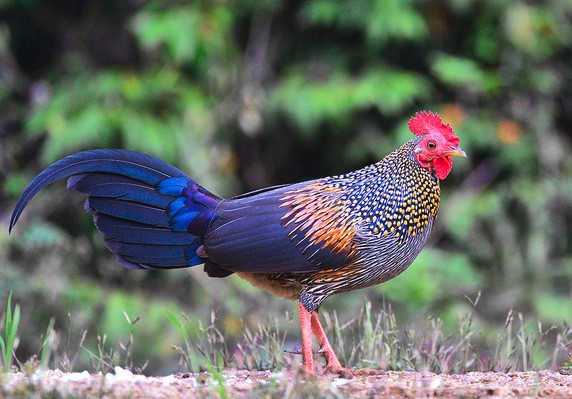 Ayam Hutan