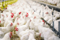 Harga Ayam Broiler Hari Ini Bekasi