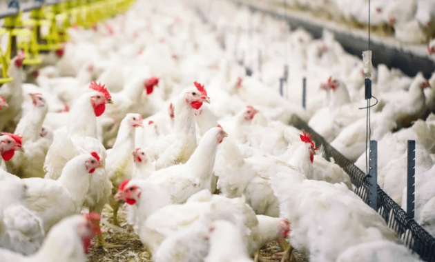 Harga Ayam Broiler Hari Ini Bekasi