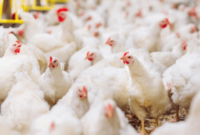 Harga Ayam Potong Hari Ini Lampung