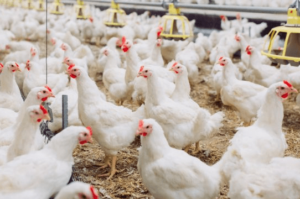 Harga Ayam Broiler Hari Ini Kediri