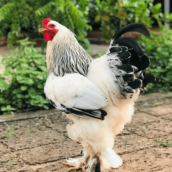 Jenis Ayam Brahma