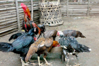 Gambar Ayam Kampung