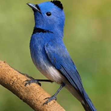 Burung Selendang Biru Siput