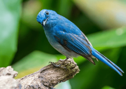 Selendang Biru Gunung 