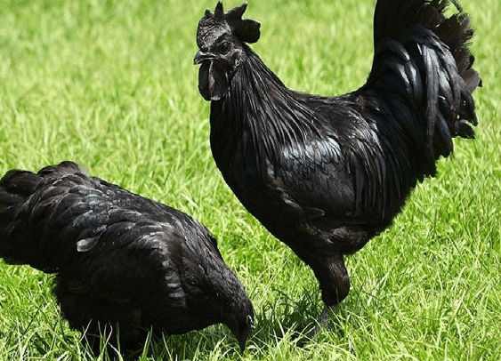Ciri-Ciri Ayam Cemani