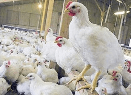 Harga Ayam Broiler