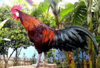 Ayam Bekisar Jantan