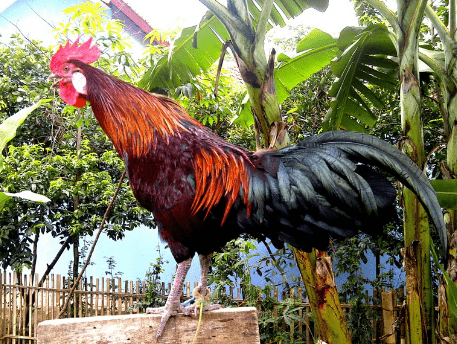 Ayam Bekisar Jantan