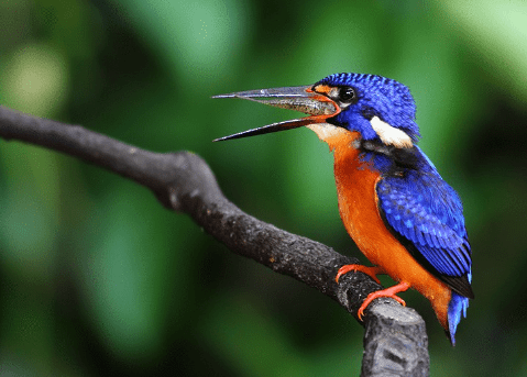 Harga Burung Raja Udang