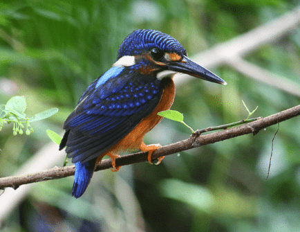 Burung Raja Udang