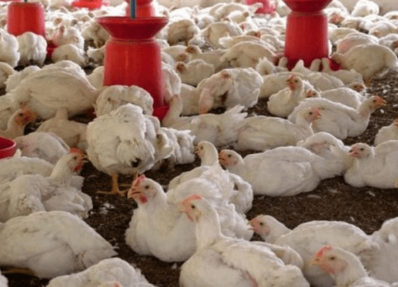 Harga Ayam Broiler di Kalimantan Selatan