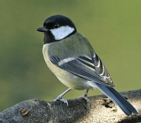 Burung Gelatik Batu