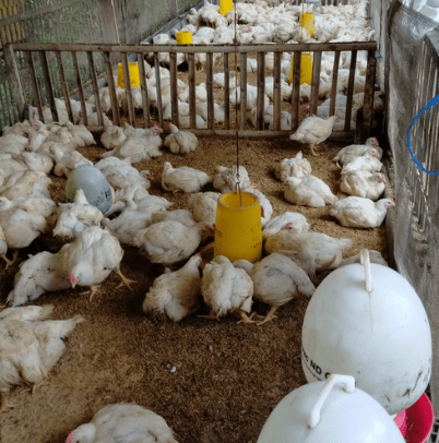 Harga Ayam Broiler