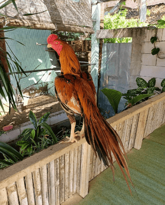 Harga Ayam Ekor Lidi Hari Ini