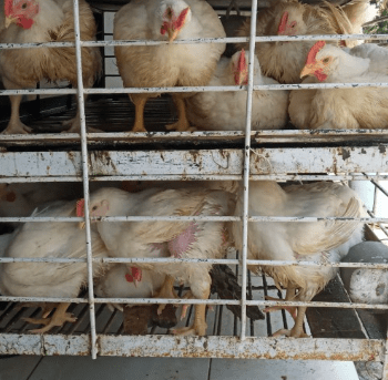 Harga Ayam Broiler