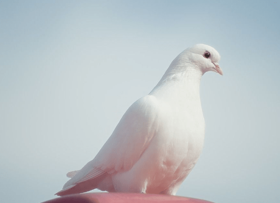 Burung Perkutut Putih