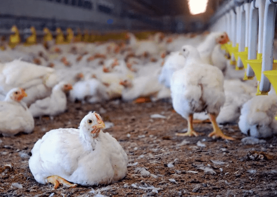 Harga Ayam Broiler