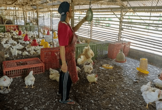 Harga Ayam Broiler