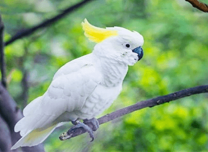 Burung Kakatua Jambul Kuning