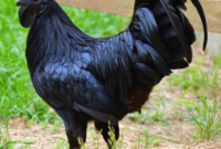 Harga Ayam Hitam Hari Ini